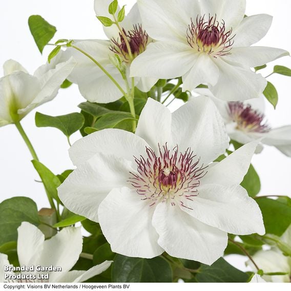Clematis 'Ninon™' (evipo052)