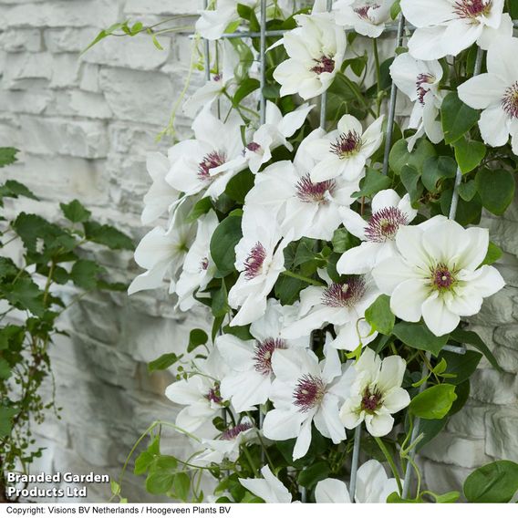 Clematis 'Ninon™' (evipo052)