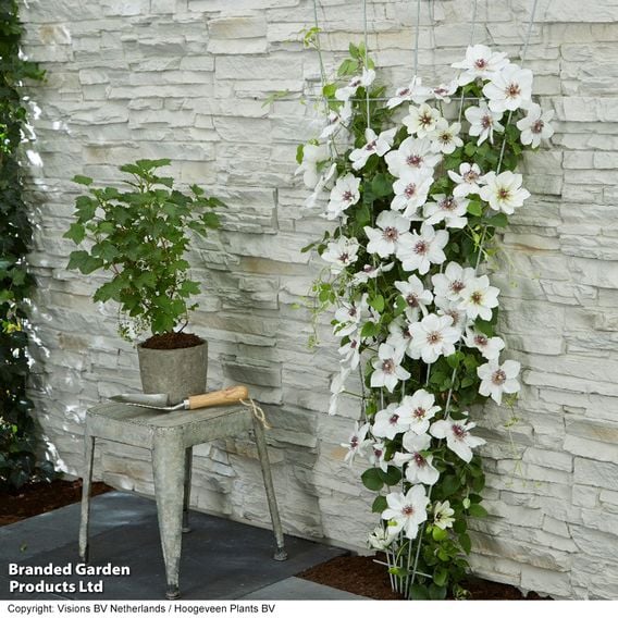 Clematis 'Ninon™' (evipo052)
