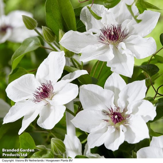 Clematis 'Ninon™' (evipo052)