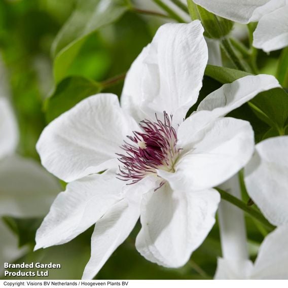 Clematis 'Ninon™' (evipo052)