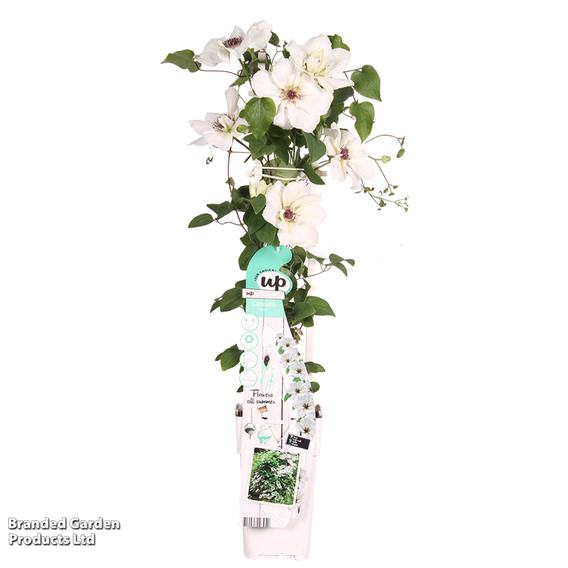 Clematis 'Ninon™' (evipo052)