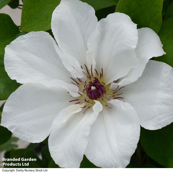 Clematis 'Ninon™' (evipo052)