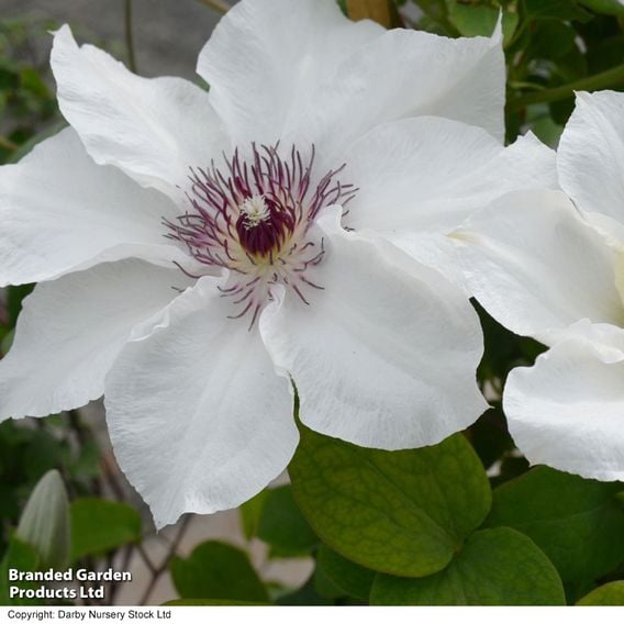 Clematis 'Ninon™' (evipo052)