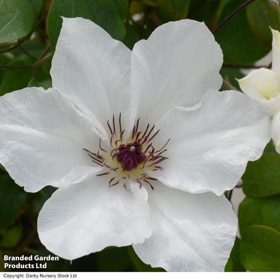 Clematis 'Ninon™' (evipo052)