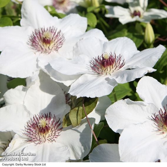 Clematis 'Ninon™' (evipo052)