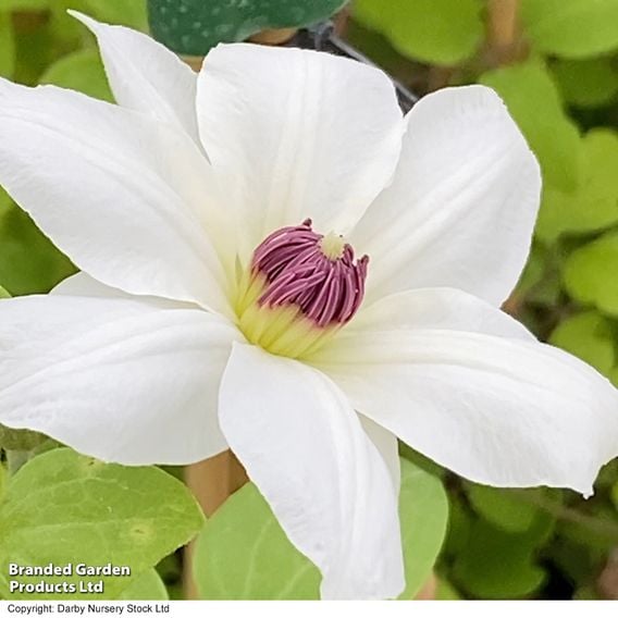 Clematis 'Ninon™' (evipo052)