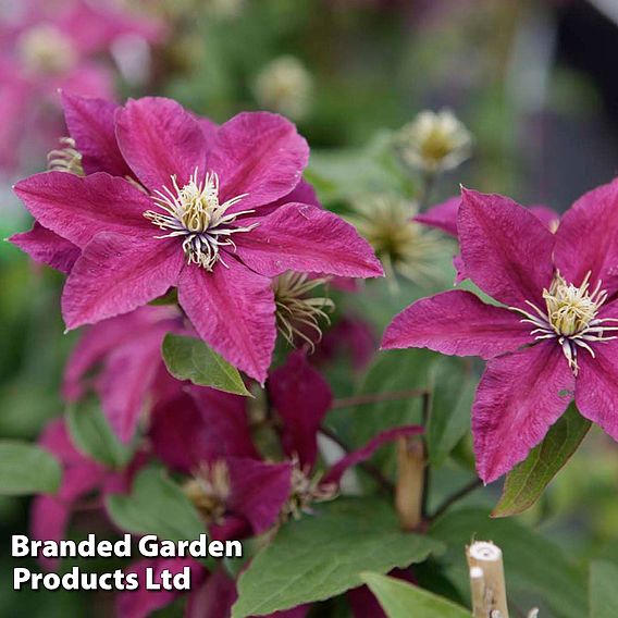 Clematis 'Niobe'