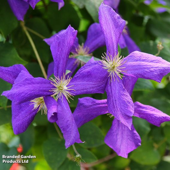 Clematis viticella 'Polish Spirit'