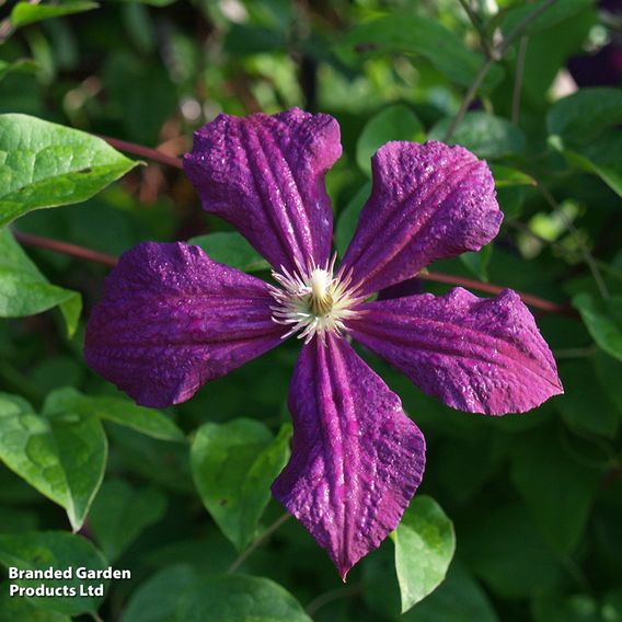 Clematis viticella 'Polish Spirit'