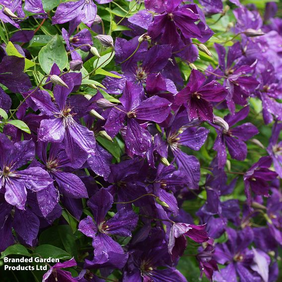 Clematis viticella 'Polish Spirit'