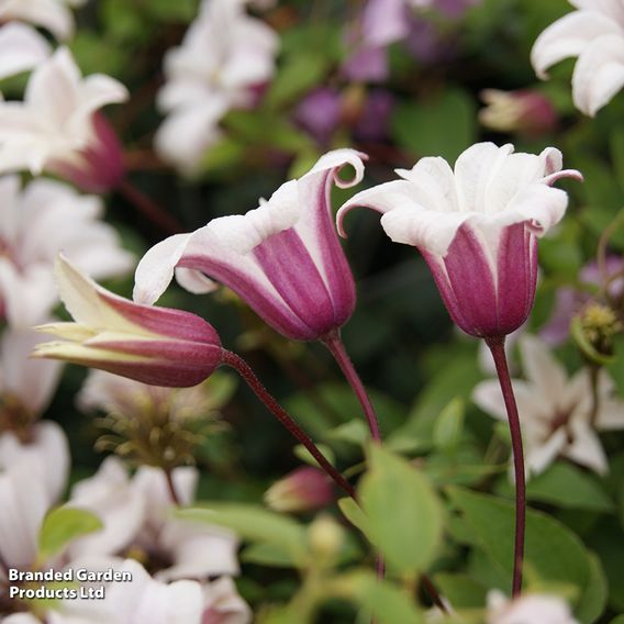 Clematis 'Princess Kate'