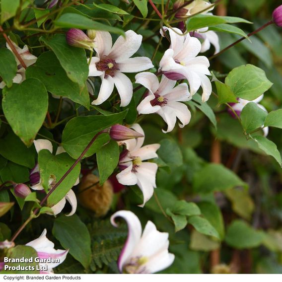 Clematis 'Princess Kate'