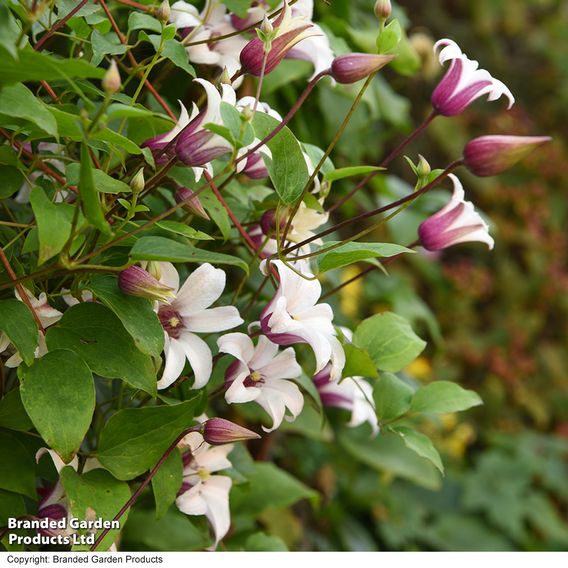 Clematis 'Princess Kate'