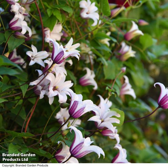 Clematis 'Princess Kate'