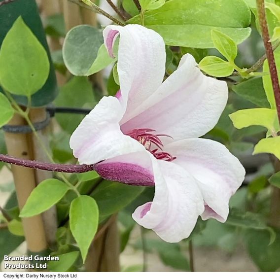 Clematis 'Princess Kate'
