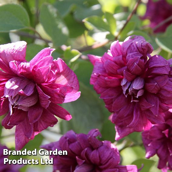 Clematis 'Purpurea Plena Elegans'