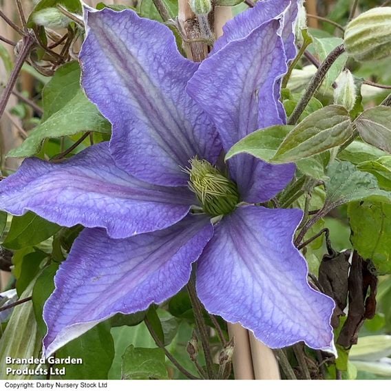 Clematis 'Rhapsody'