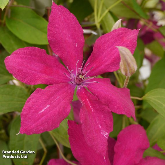 Clematis 'Rüütel'
