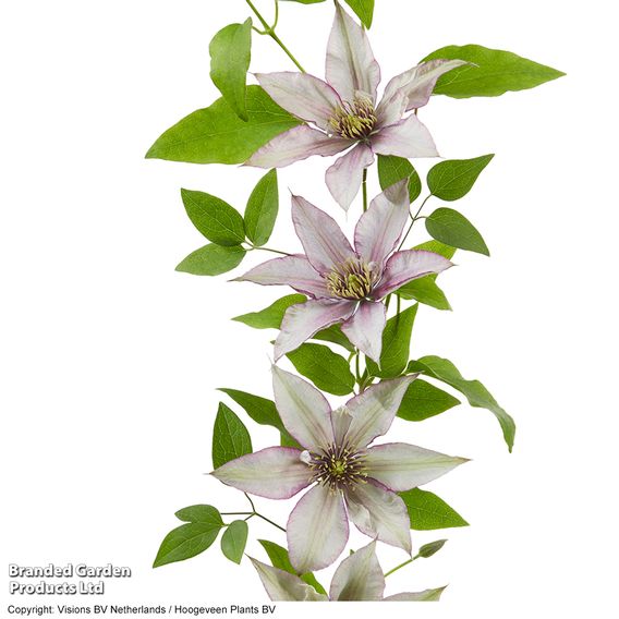 Clematis 'Samaritan Jo'™ evipo075
