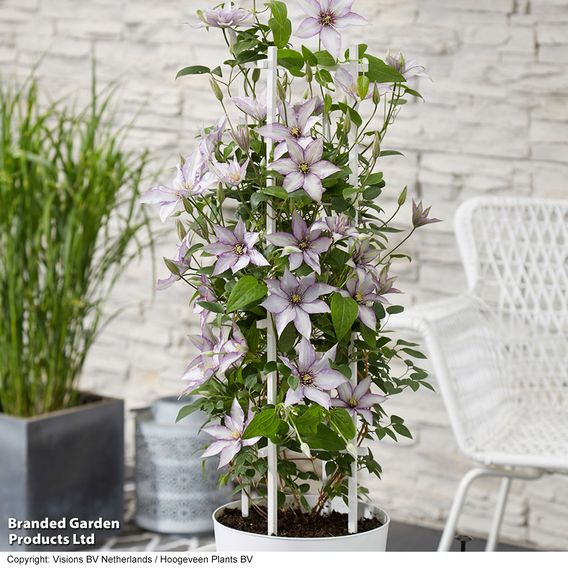 Clematis 'Samaritan Jo'™ evipo075
