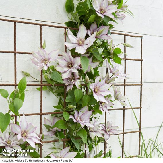 Clematis 'Samaritan Jo'™ evipo075