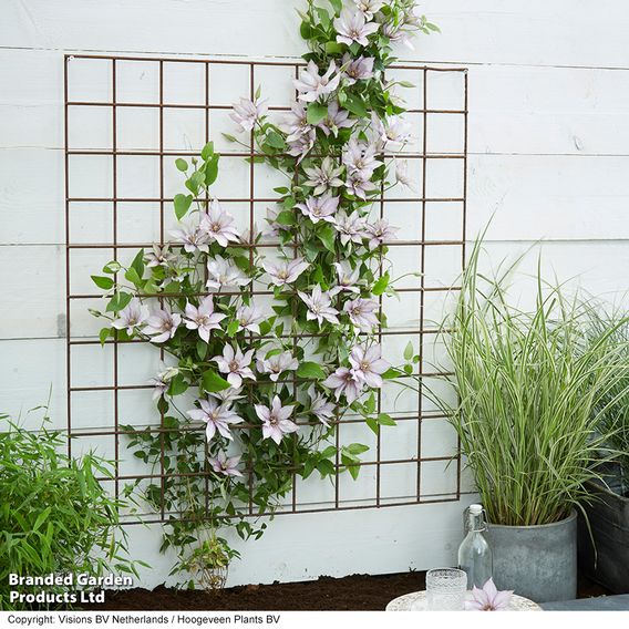 Clematis 'Samaritan Jo'™ evipo075