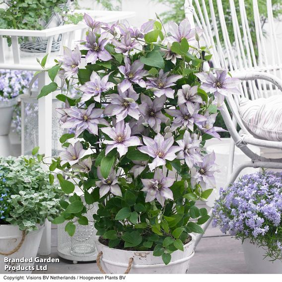 Clematis 'Samaritan Jo'™ evipo075