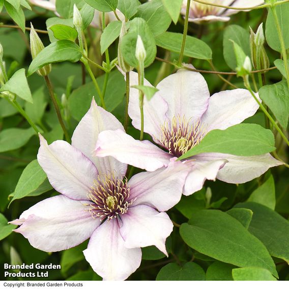 Clematis 'Samaritan Jo'™ evipo075