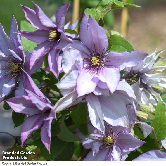 Clematis 'Samaritan Jo'™ evipo075