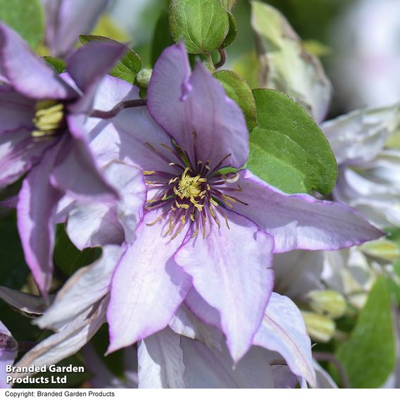 Clematis 'Samaritan Jo'™ evipo075