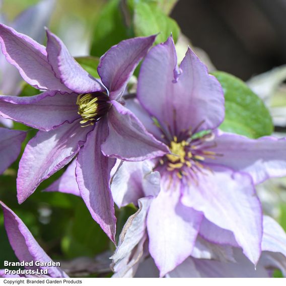 Clematis 'Samaritan Jo'™ evipo075