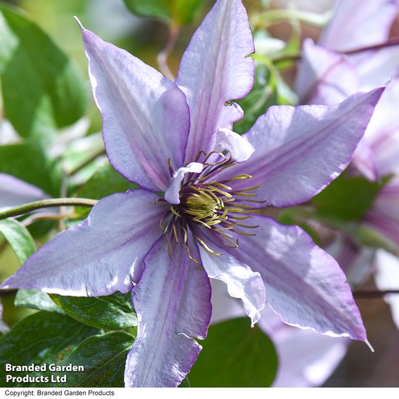 Clematis 'Samaritan Jo'™ evipo075