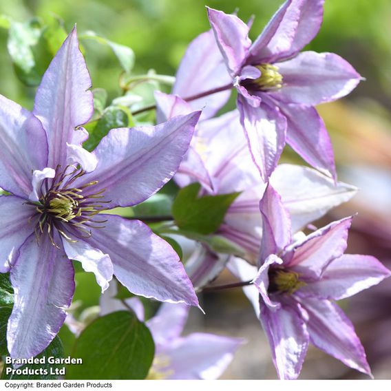 Clematis 'Samaritan Jo'™ evipo075