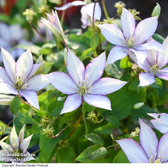 Clematis 'Samaritan Jo'™ evipo075
