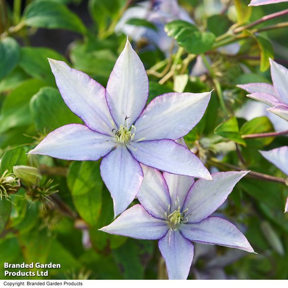 Clematis 'Samaritan Jo'™ evipo075