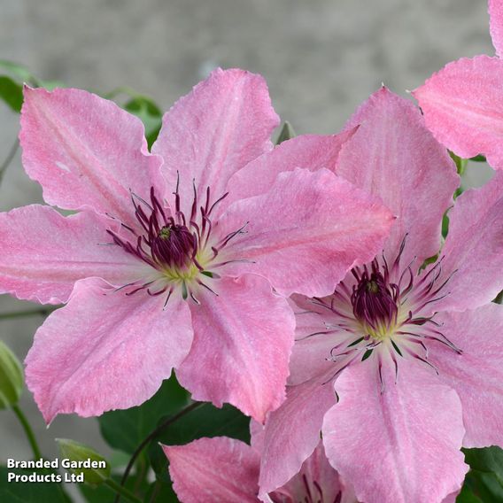 Clematis Sarah Elizabeth™ evipo098