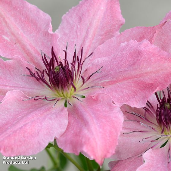Clematis Sarah Elizabeth™ evipo098