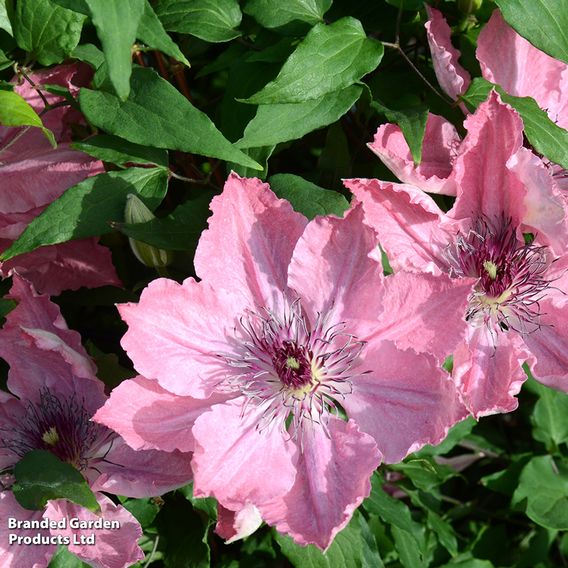 Clematis Sarah Elizabeth™ evipo098