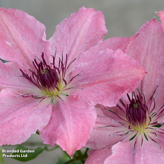 Clematis Sarah Elizabeth™ evipo098