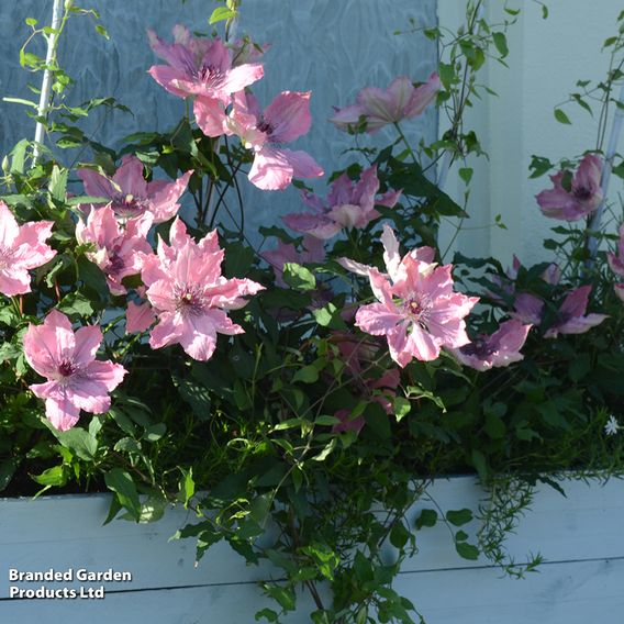 Clematis Sarah Elizabeth™ evipo098