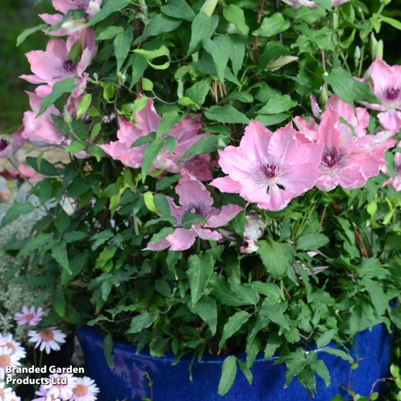 Clematis Sarah Elizabeth™ evipo098