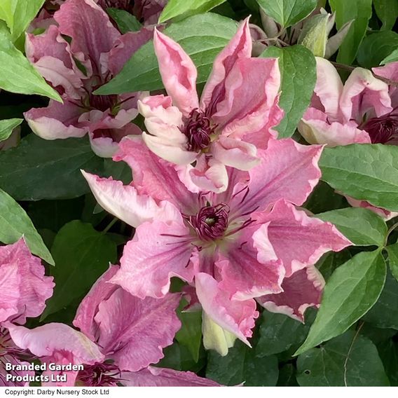 Clematis Sarah Elizabeth™ evipo098