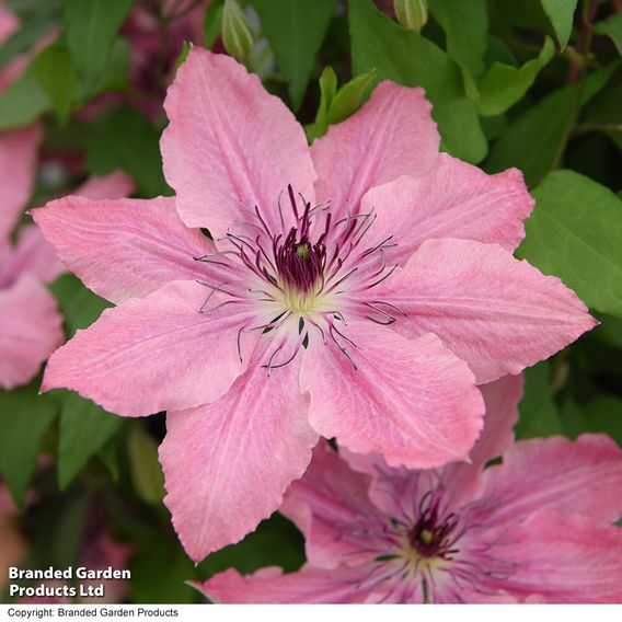 Clematis Sarah Elizabeth™ evipo098