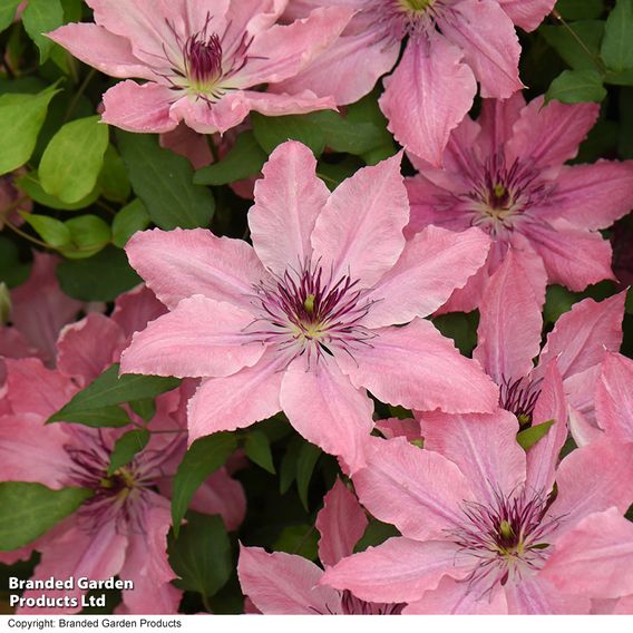 Clematis Sarah Elizabeth™ evipo098