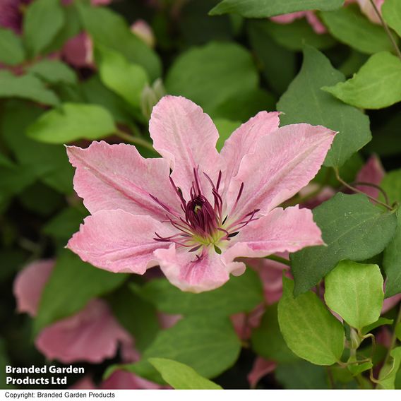 Clematis Sarah Elizabeth™ evipo098