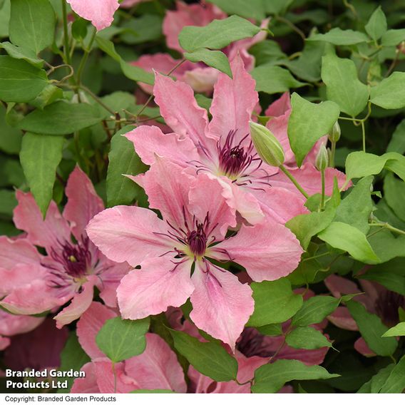 Clematis Sarah Elizabeth™ evipo098