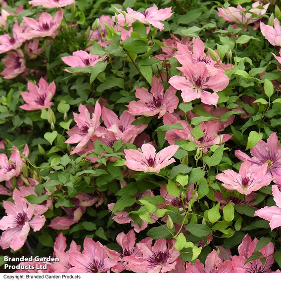 Clematis Sarah Elizabeth™ evipo098