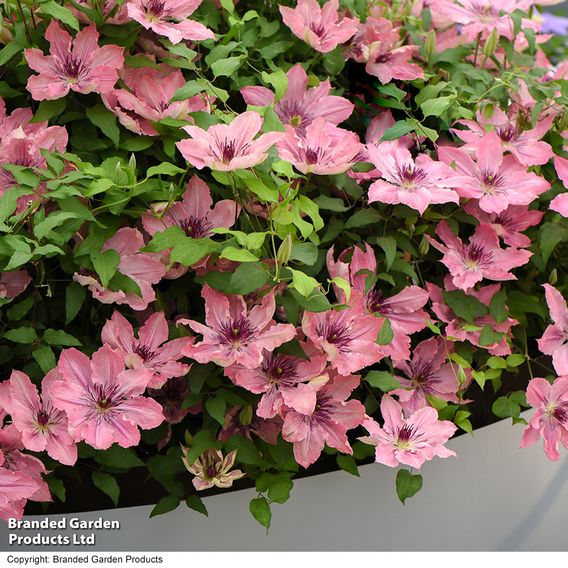 Clematis Sarah Elizabeth™ evipo098