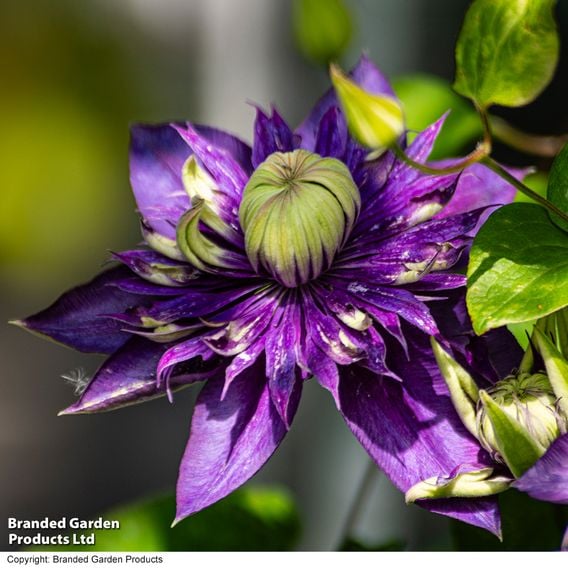 Clematis florida 'Taiga'